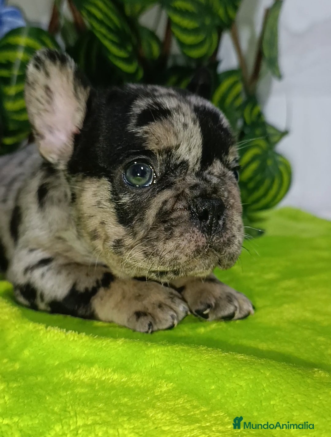 Bulldog Francés perros en venta: Bulldog exóticos y fluffys  - Imagen 6
