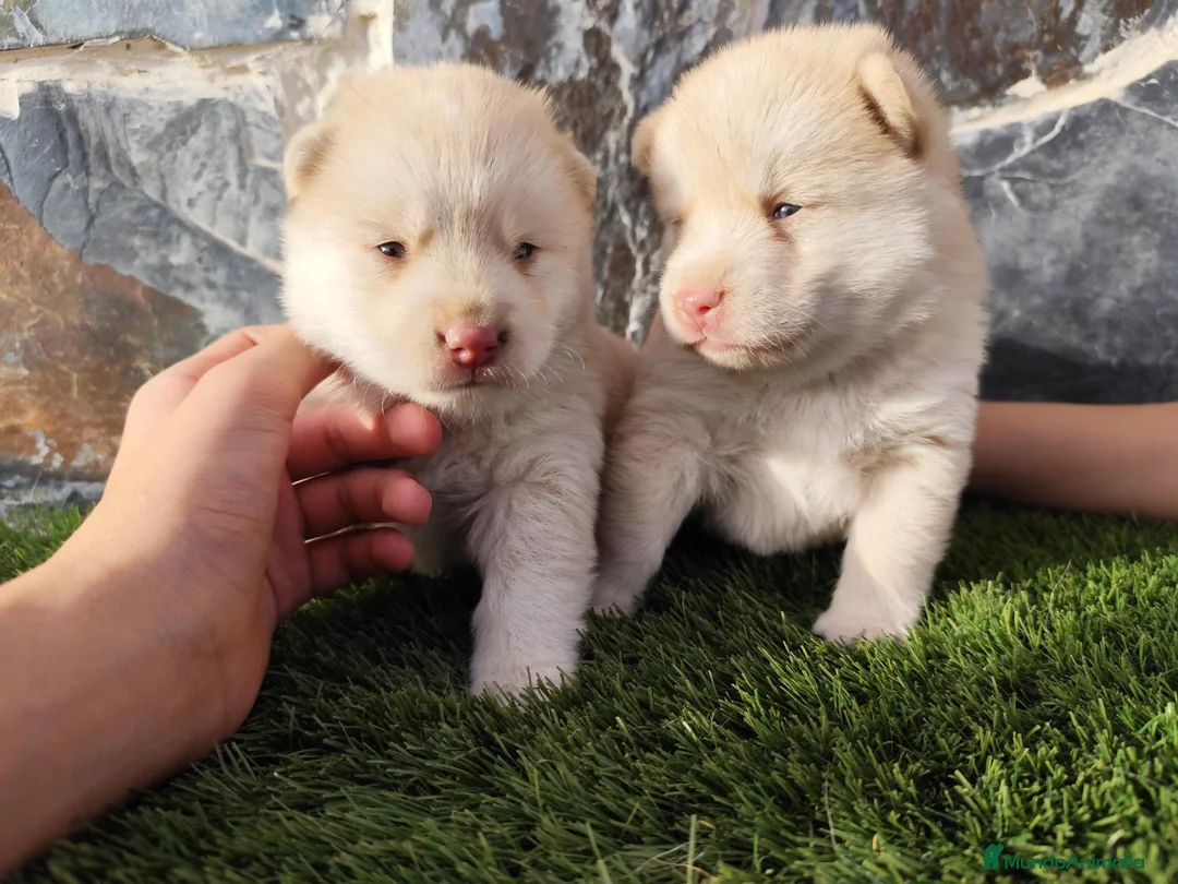 Pomsky perros en venta: Pomsky de pelo corto  - Anuncio 2