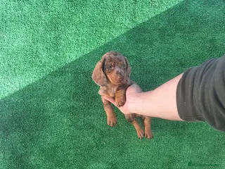 Teckel perros TECKEL MINI ARLEQUIN - Anuncio 6