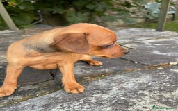 Pinscher Miniatura perros en venta: Pinscher miniatura  - Imagen 4