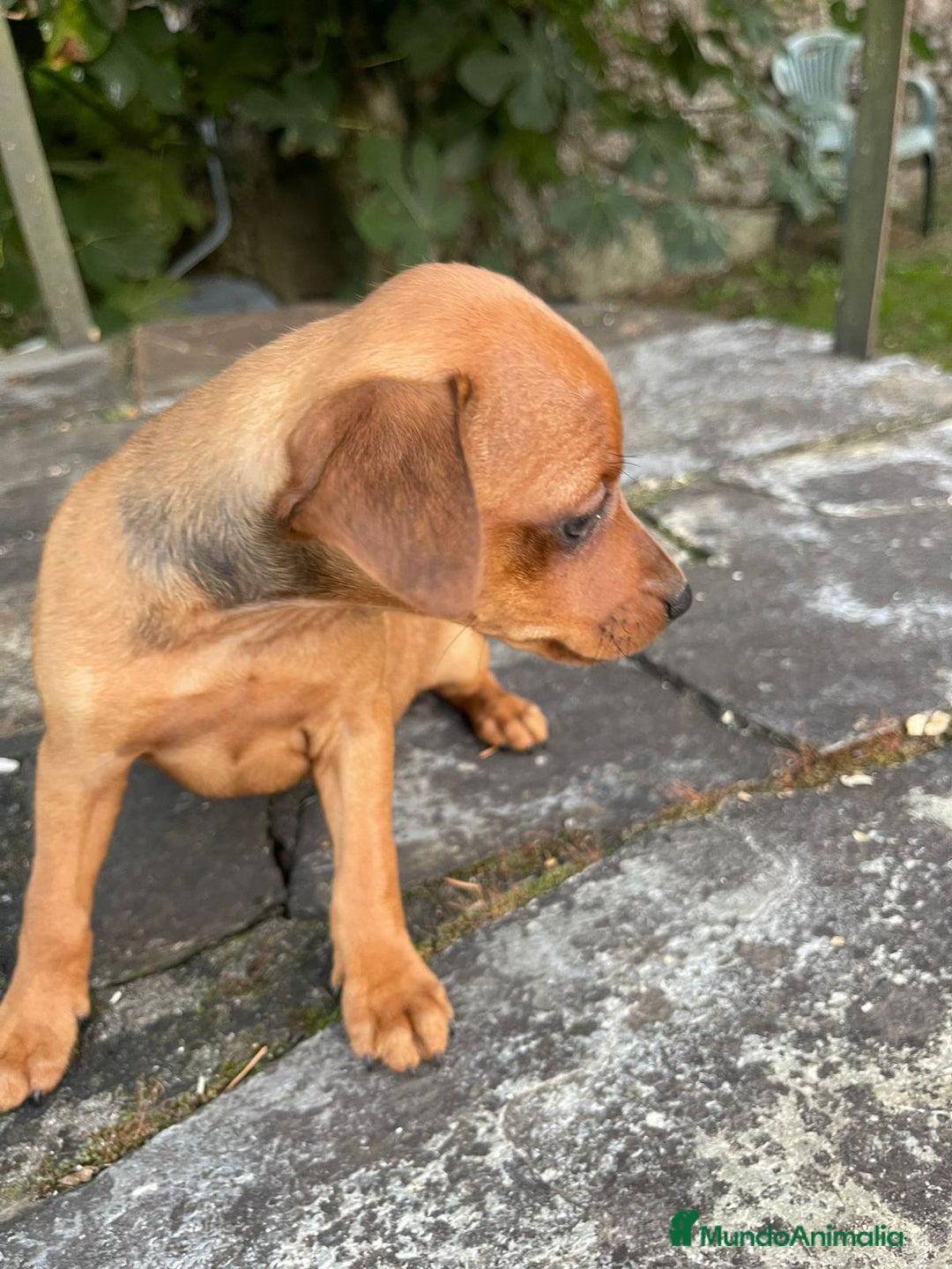 Pinscher Miniatura perros en venta: Pinscher miniatura  - Imagen 4