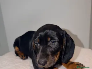 Teckel perros Teckel negro fuego fuego y venado - Anuncio 2