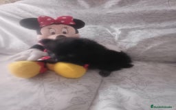 Pomerania perros en venta: Hembra de pomerania toys  - Imagen 3