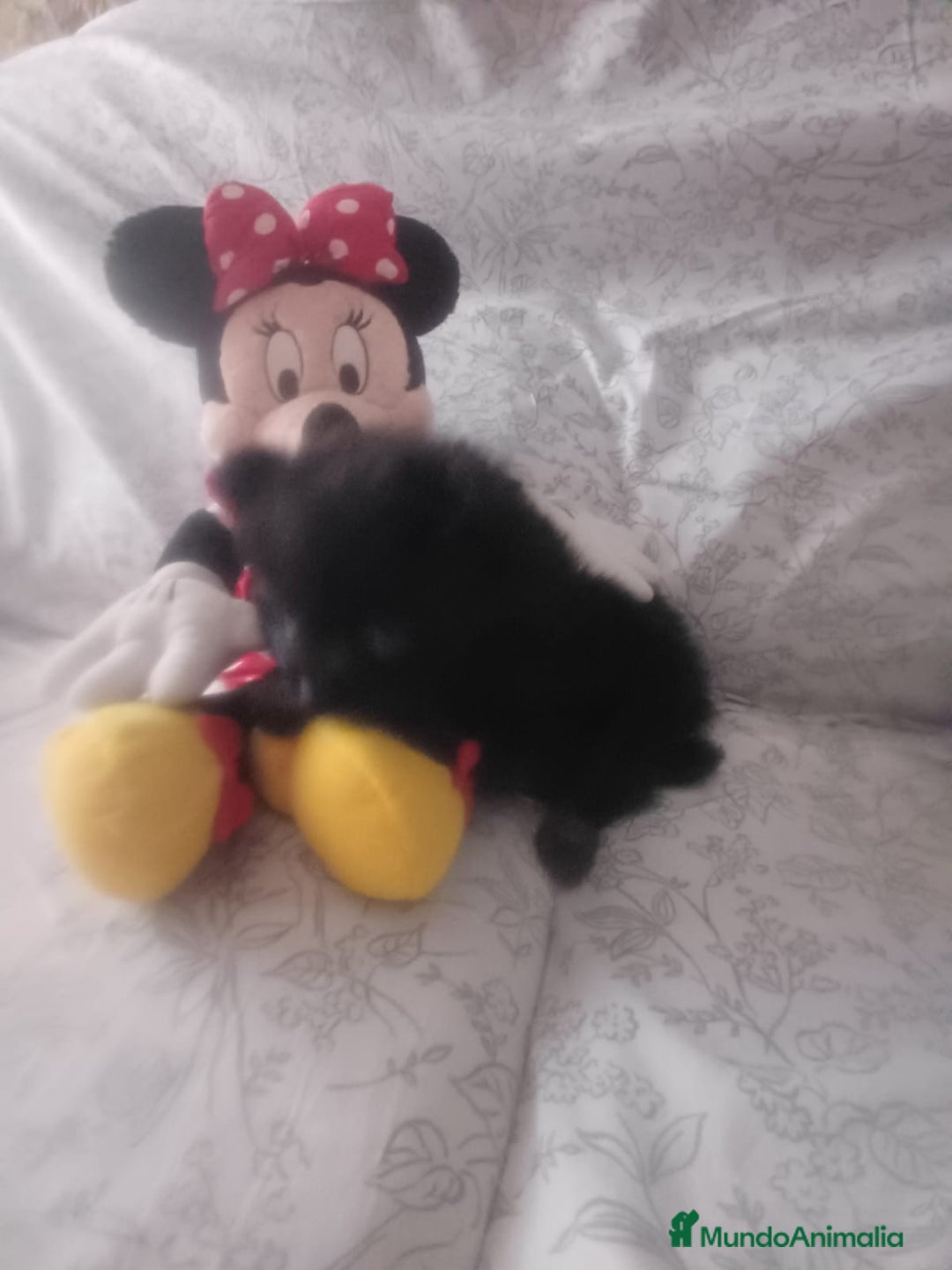 Pomerania perros en venta: Hembra de pomerania toys  - Imagen 3