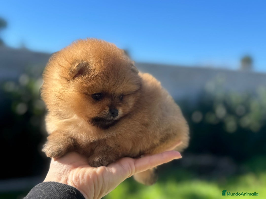 Pomerania perros en venta: PRECIOSOS POMERANIAS AUTENTICOS MINIATURA - Anuncio 4