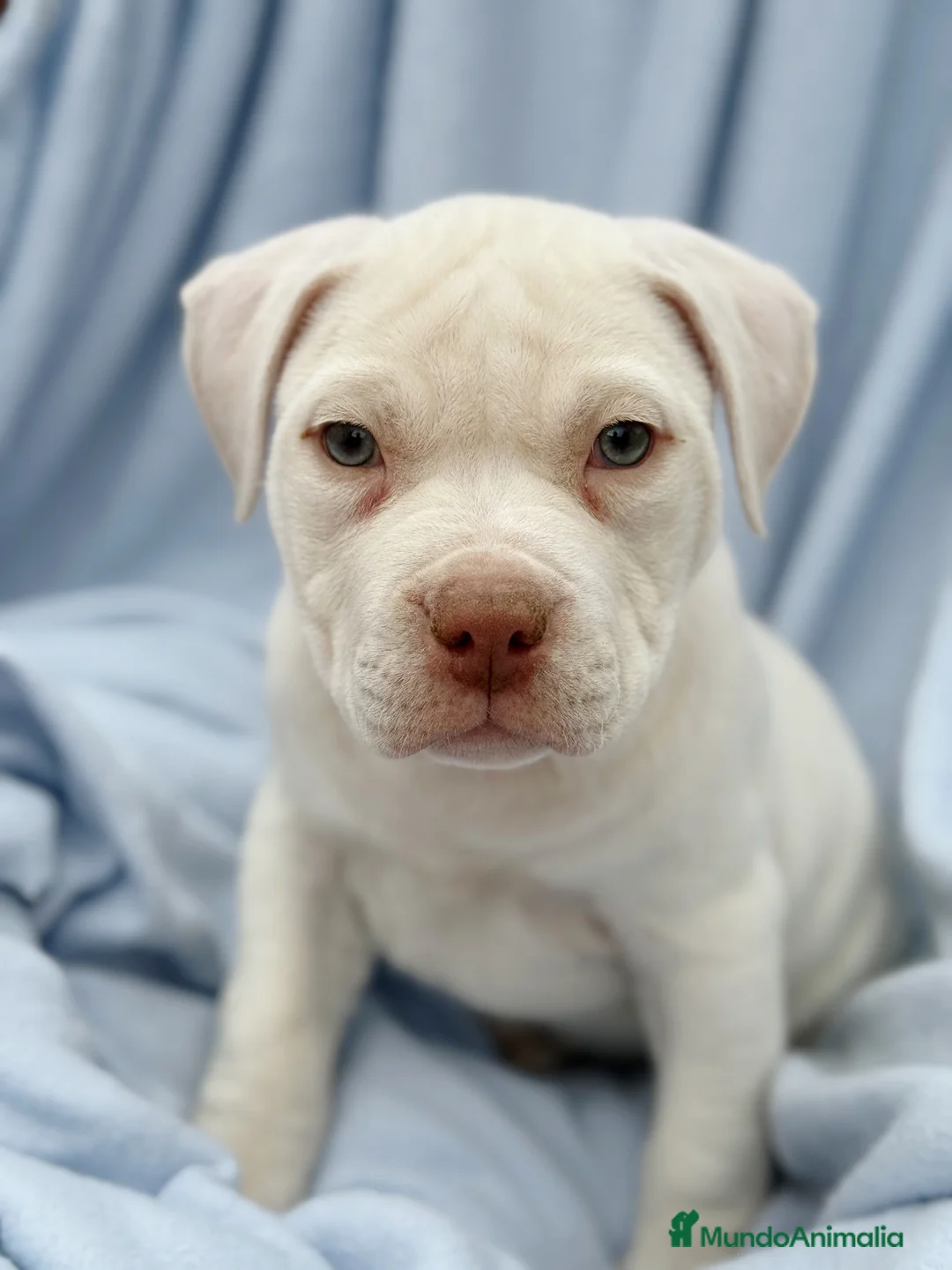 American Staffordshire-Terrier perros en venta: Hembras American Stafford Blanca’s  - Anuncio 3