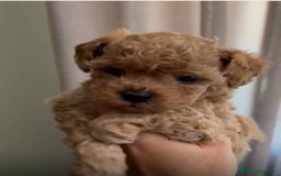 Caniche Toy perros en venta: Caniche Toy hembra - Imagen 1