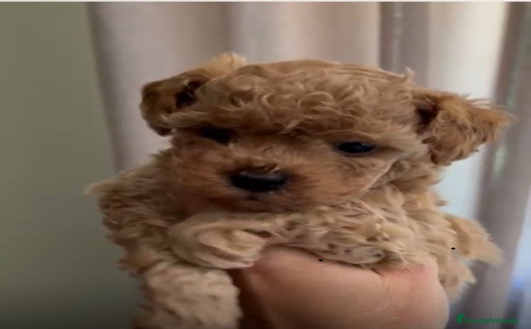 Caniche Toy perros - Anuncio 3