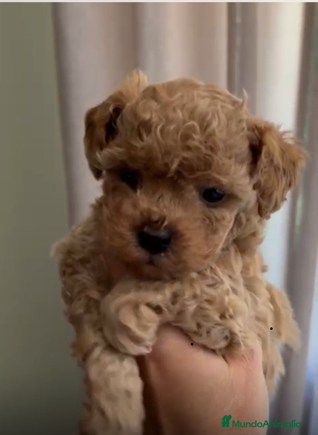 Caniche Toy perros en venta: Caniche Toy hembra - Imagen 1