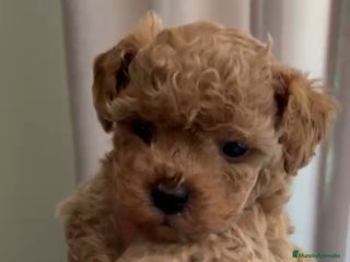 Caniche Toy perros - Anuncio 20
