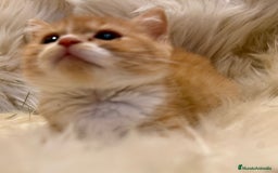 Británico de Pelo Corto gatos en venta: Hembra British Bicolor - Anuncio 5