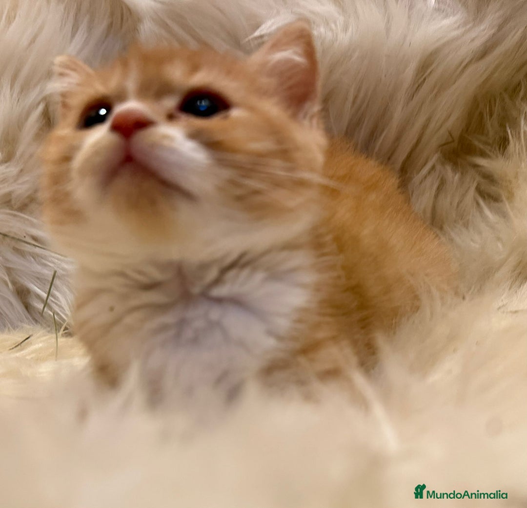 Británico de Pelo Corto gatos en venta: Hembra British Bicolor - Anuncio 5