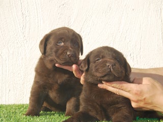 Labrador Retriever perros en Asturias - Anuncio 19