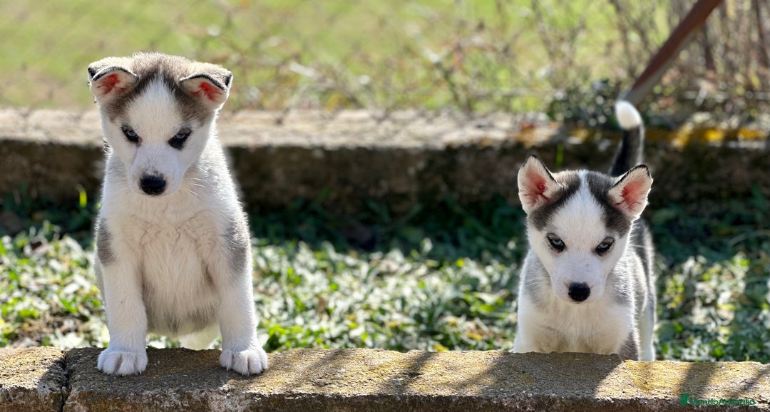 Husky Siberiano perros en venta: HUSKY GRIS OJOS AZULES NACIONAL en Barcelona - Imagen 2