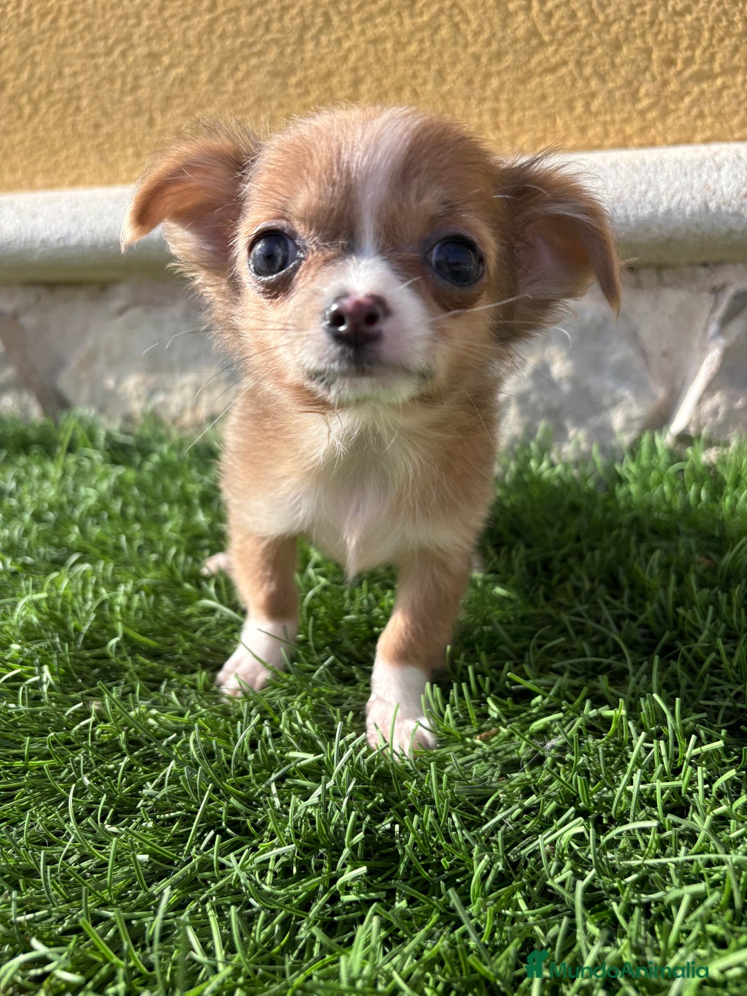 Chihuahua perros en venta: Chihuahua mini Toy pelo largo chocolate - Anuncio 24