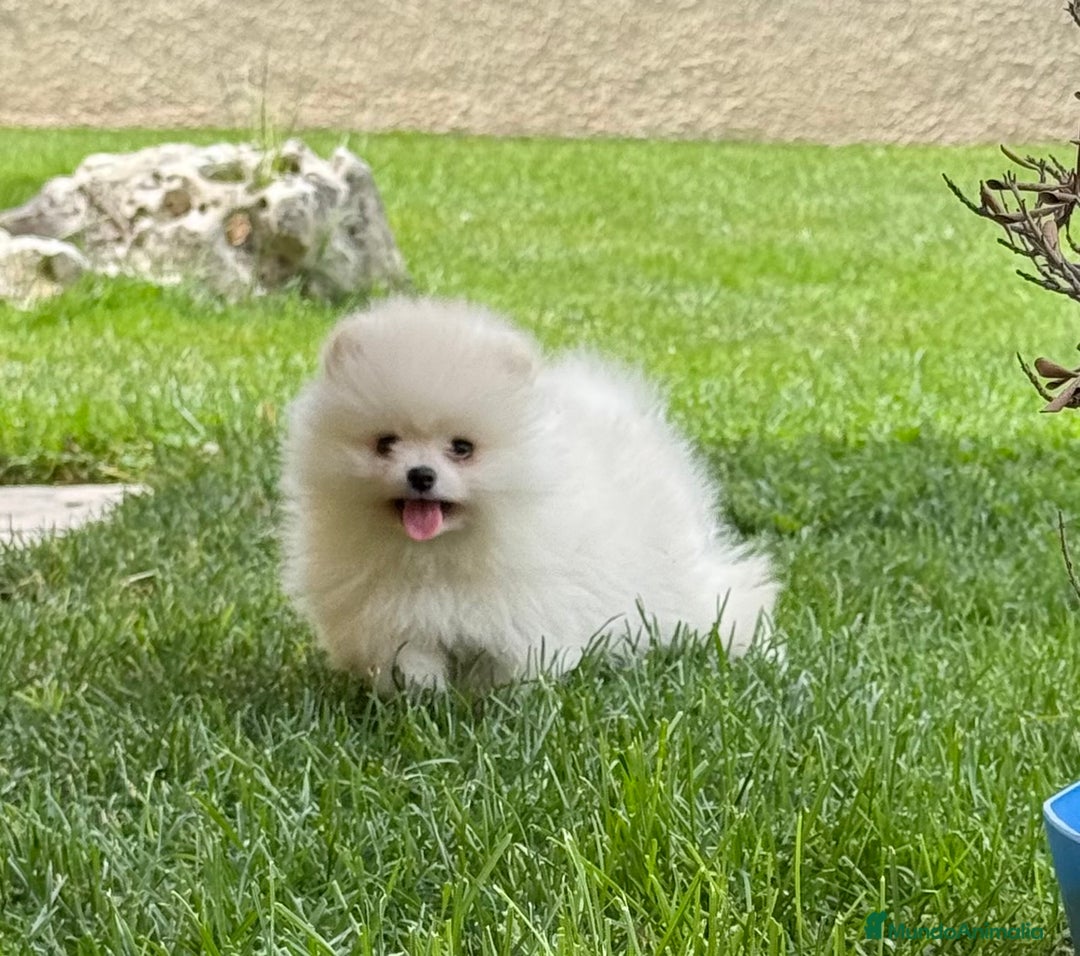 Pomerania perros en venta: Pomerania Miniatura, ejemplares blancos y crema - Imagen 18