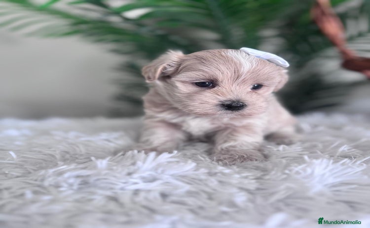 Maltipoo perros - Anuncio 1