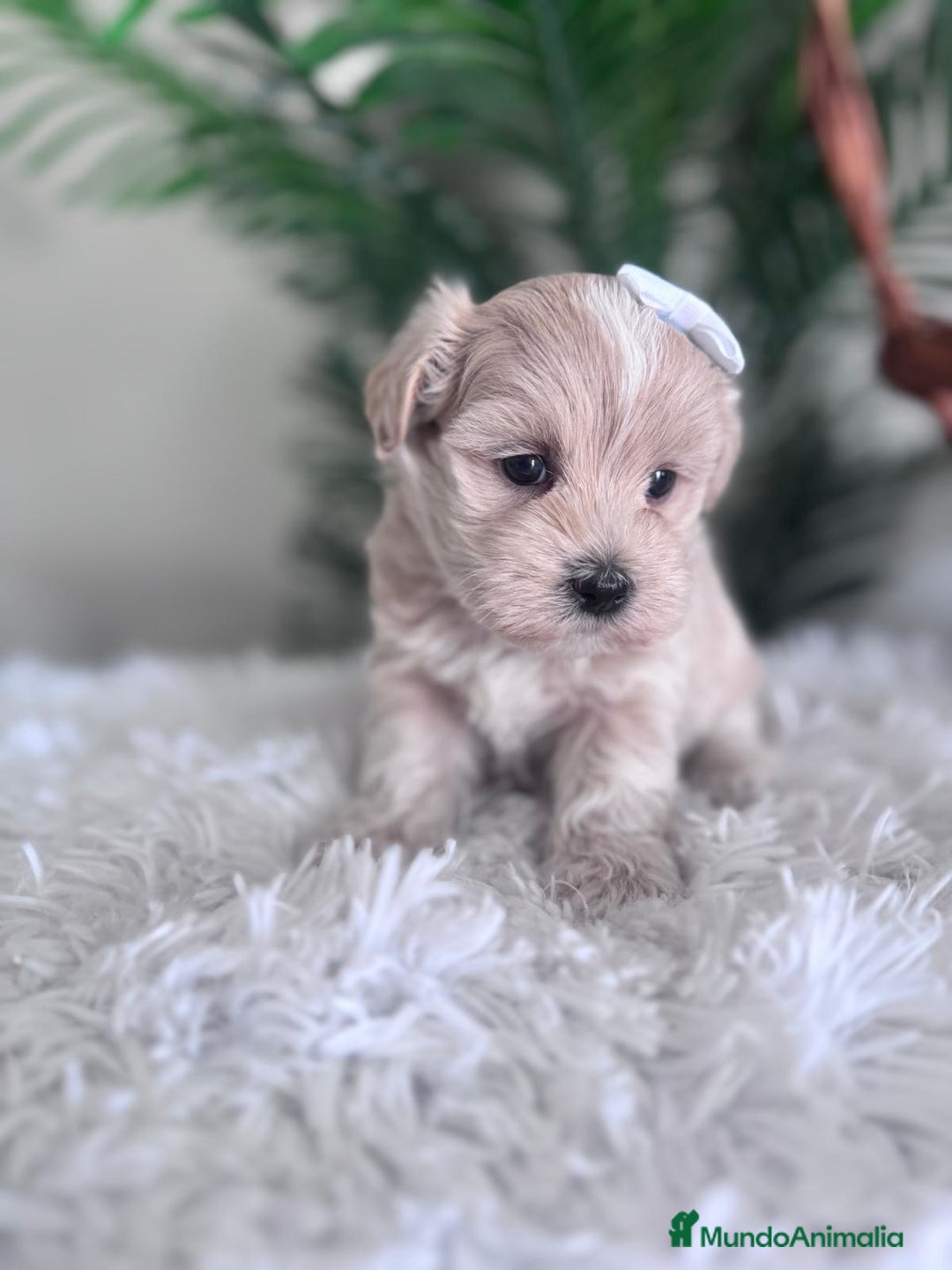 Maltipoo perros en venta: MALTIPOO MACHO - Imagen 1