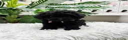 Caniche Toy perros en venta: CANICHE TOY - Anuncio 8