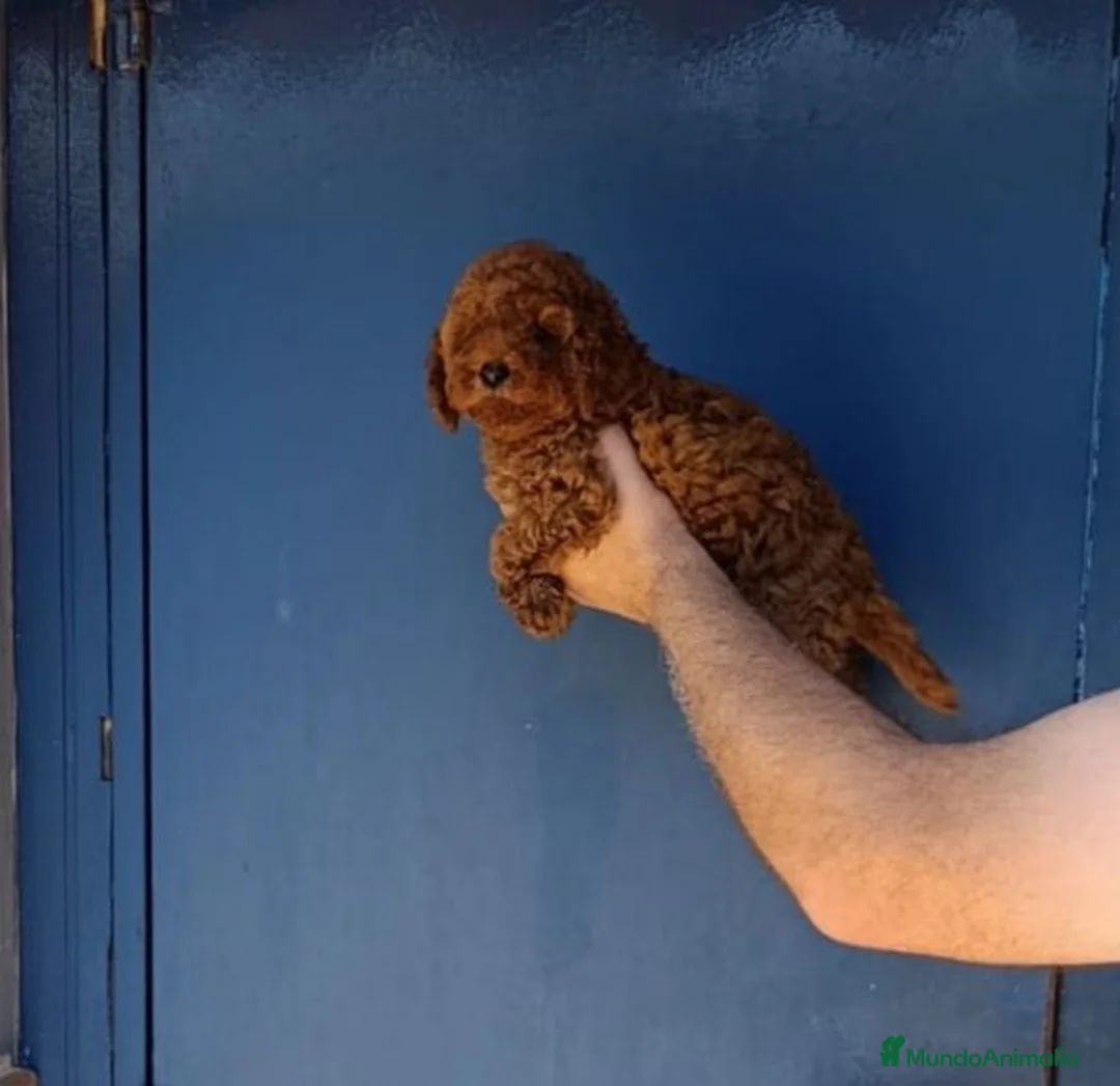 Caniche Toy perros en venta: ‼️‼️CANICHES 50% ASIÁTICOS  - Anuncio 1