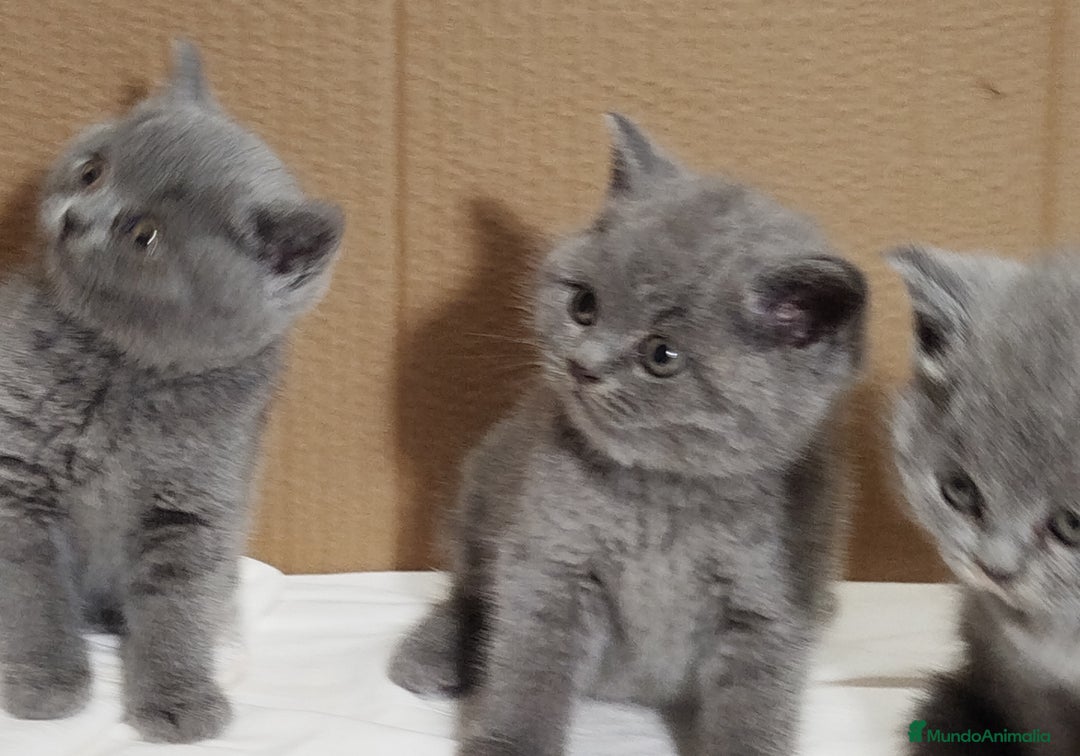Británico de Pelo Corto Azul gatos en venta: British Shorthair  - Anuncio 13