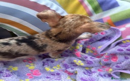 Chihuahua perros en venta: Chihuahua Machito merle toy - Imagen 8