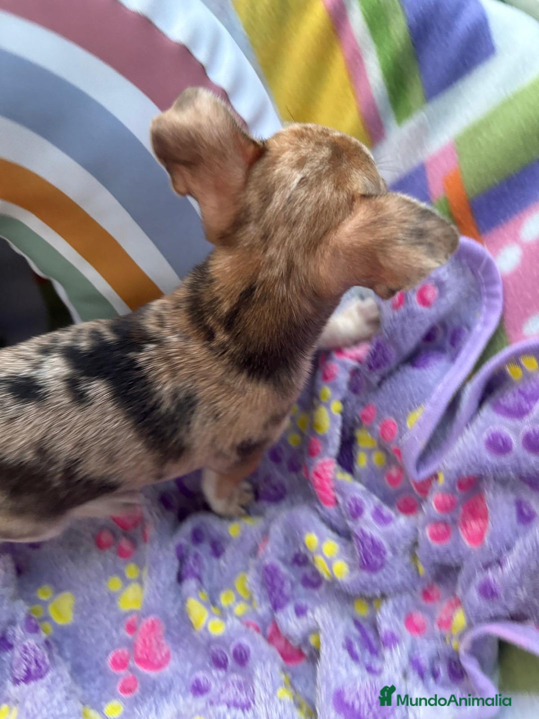 Chihuahua perros en venta: Chihuahua Machito merle toy - Imagen 8