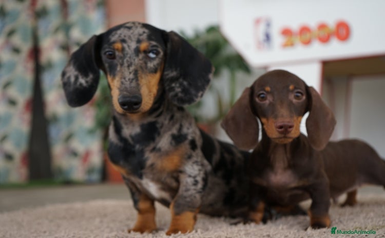 Teckel Miniatura perros - Anuncio 1