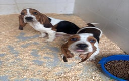 Basset Hound perros en venta: Último BASSET HOUND  - Anuncio 4