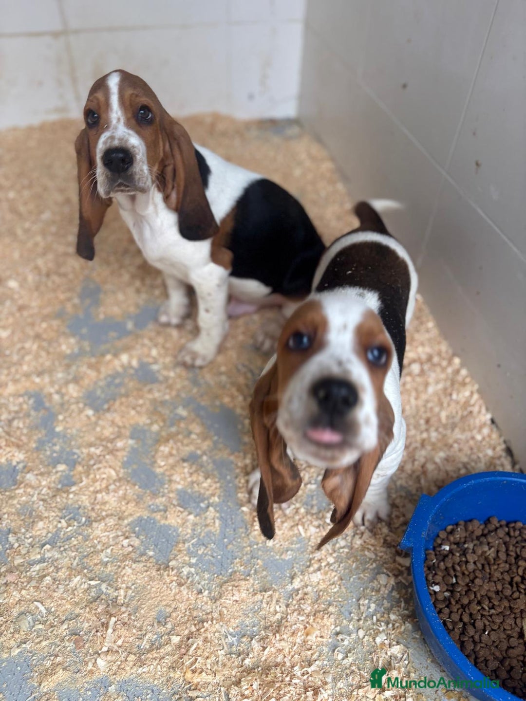 Basset Hound perros en venta: Último BASSET HOUND  - Anuncio 4