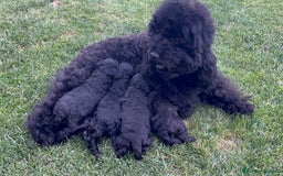 Caniche Toy perros en venta: Preciosa camada de caniche toy  - Imagen 7