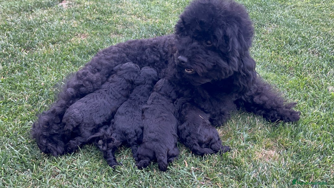 Caniche Toy perros en venta: Preciosa camada de caniche toy  - Imagen 7