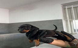 Teckel Miniatura perros en venta: TECKEL KANICHEN CALIDAD EXTREMA - Imagen 1