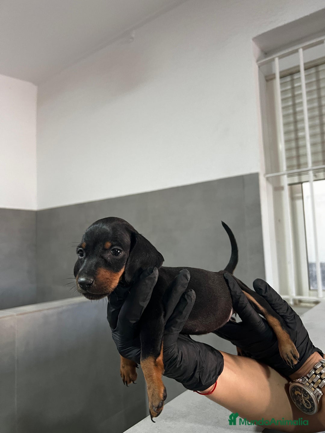 Teckel Miniatura perros en venta: TECKEL KANICHEN CALIDAD EXTREMA - Imagen 1