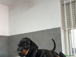 Teckel Miniatura perros - Anuncio 14