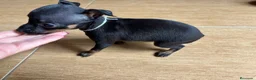 Ratón de Praga perros en venta: Auténtico Ratón de Praga miniaturas - Anuncio 6