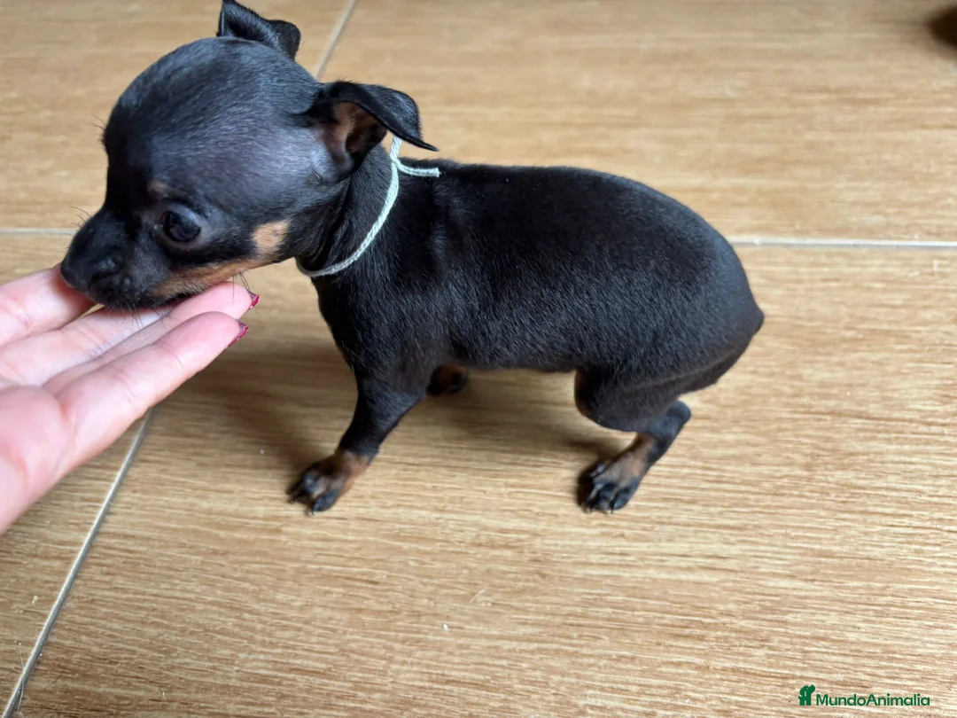 Ratón de Praga perros en venta: Auténtico Ratón de Praga miniaturas - Anuncio 6