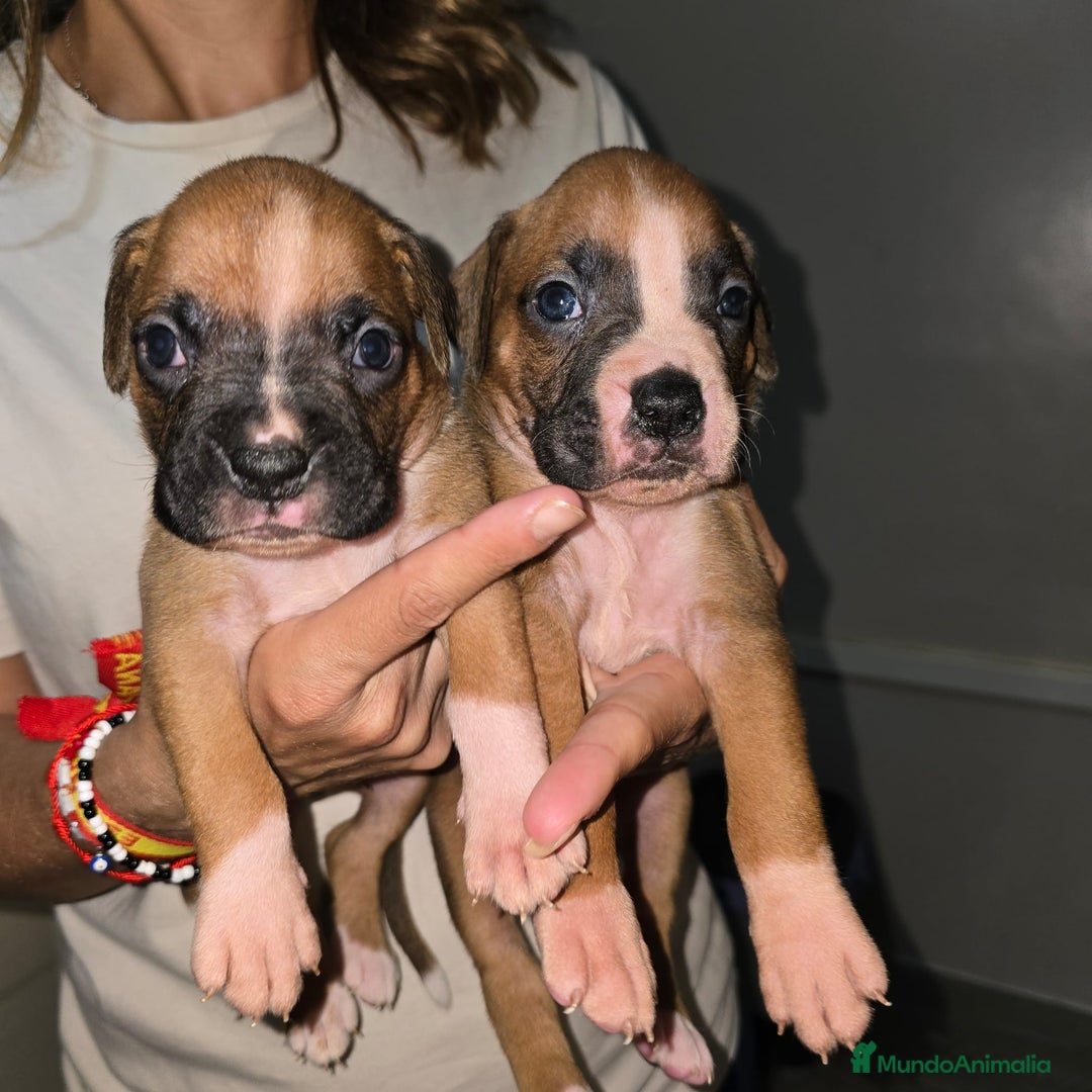 Boxer perros en venta: Boxer - Imagen 2