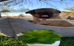 Chihuahua perros en venta: CAMADA DE CHIHUAHUA PELO LARGO - Imagen 1