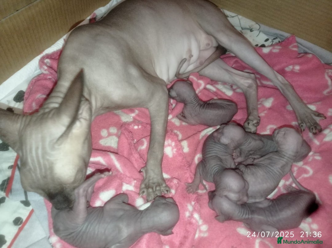 Sphynx gatos en venta: Camada sphynx - Imagen 3