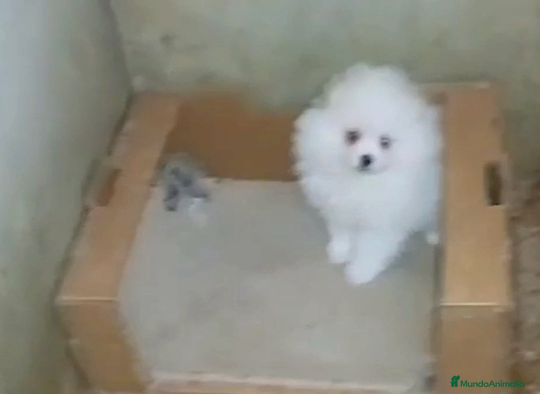 Pomerania perros en venta: POMERANIA MACHO OFERTA DESDE 500€ - Anuncio 1