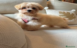 Maltipoo perros en venta: Maltipoo Toy (Tamaño Garantizado) - Imagen 1