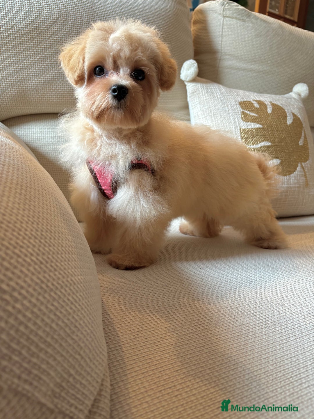 Maltipoo perros en venta: Maltipoo Toy (Tamaño Garantizado) - Imagen 1