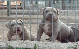 American Bully perros en venta: Cachorros American Bulli  - Imagen 5