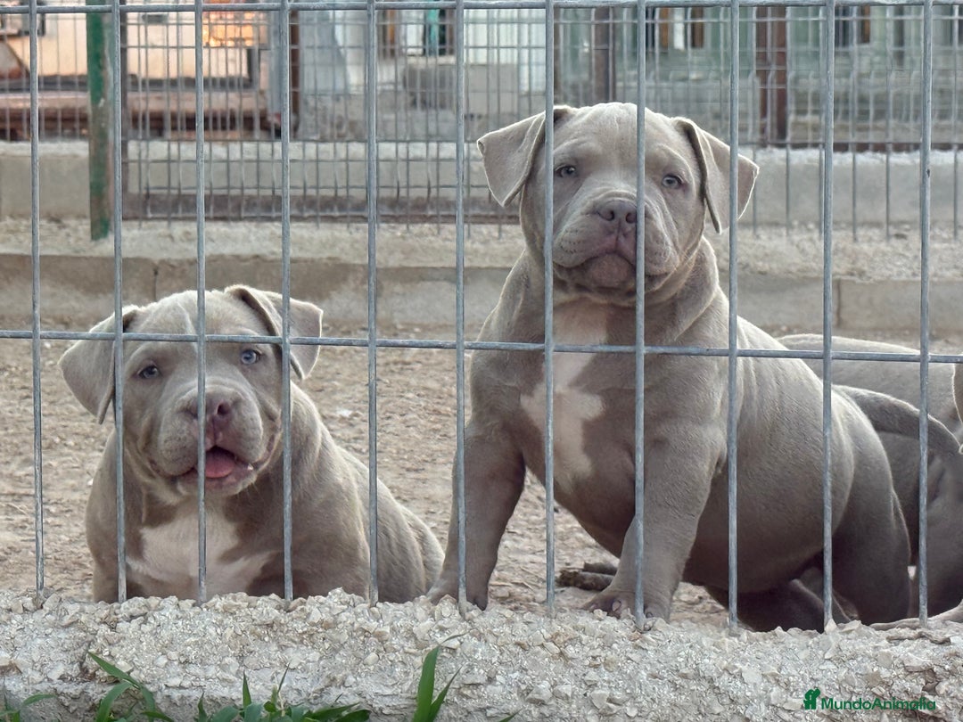 American Bully perros en venta: Cachorros American Bulli  - Imagen 5