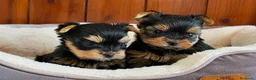 Yorkshire Terrier perros en venta: Yorkshire terrier preciosos🤎 - Anuncio 1