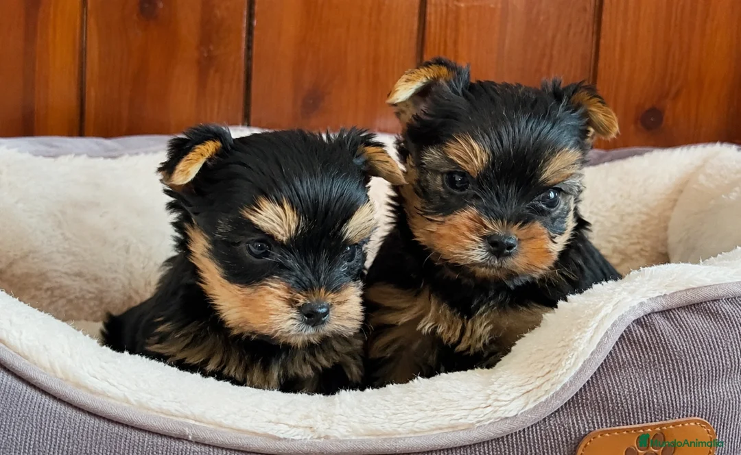 Yorkshire Terrier perros en venta: Yorkshire terrier preciosos🤎 - Anuncio 1