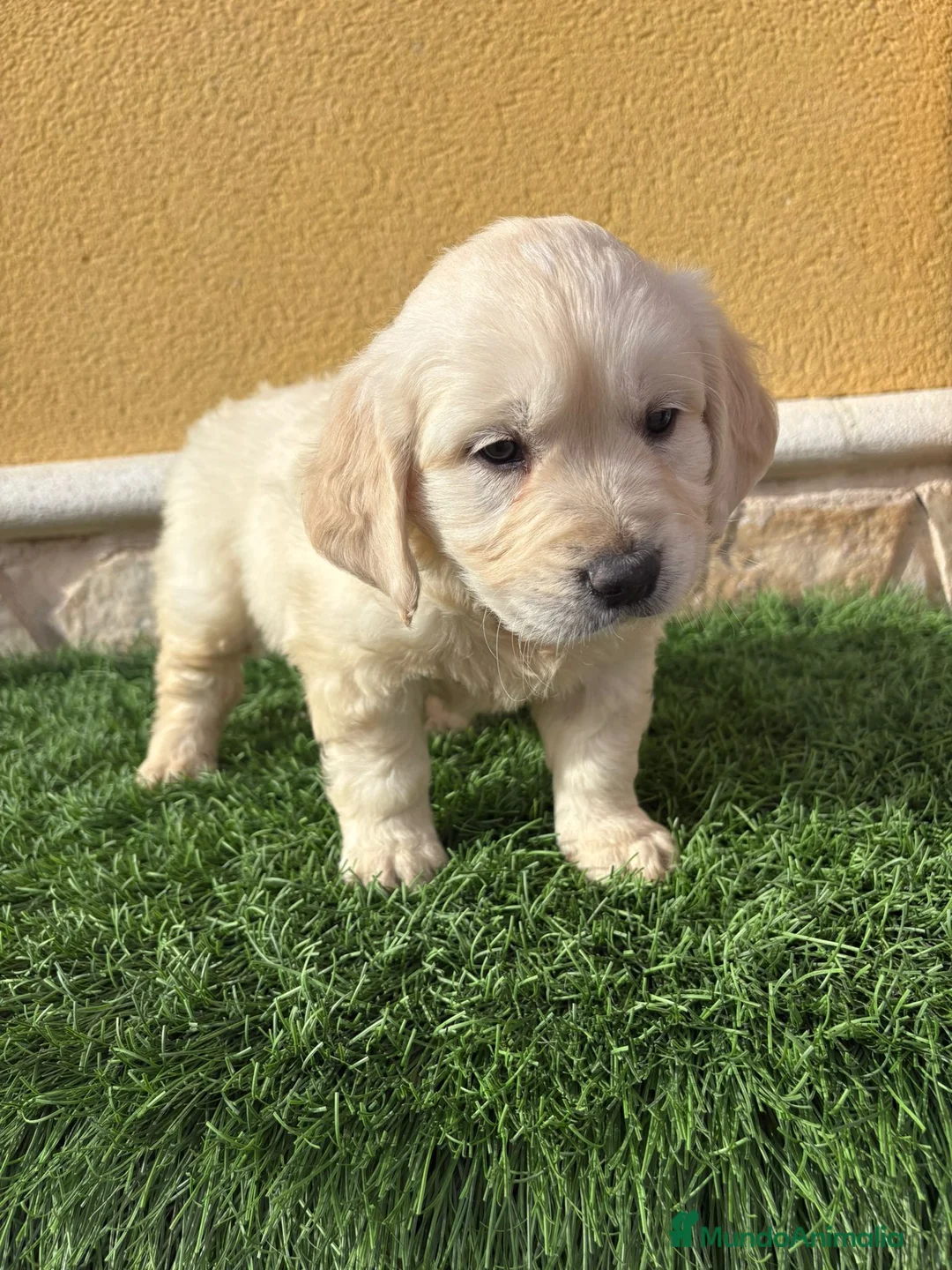 Golden Retriever perros en venta: Cachorros de Golden Retriever muy guapos   - Anuncio 5