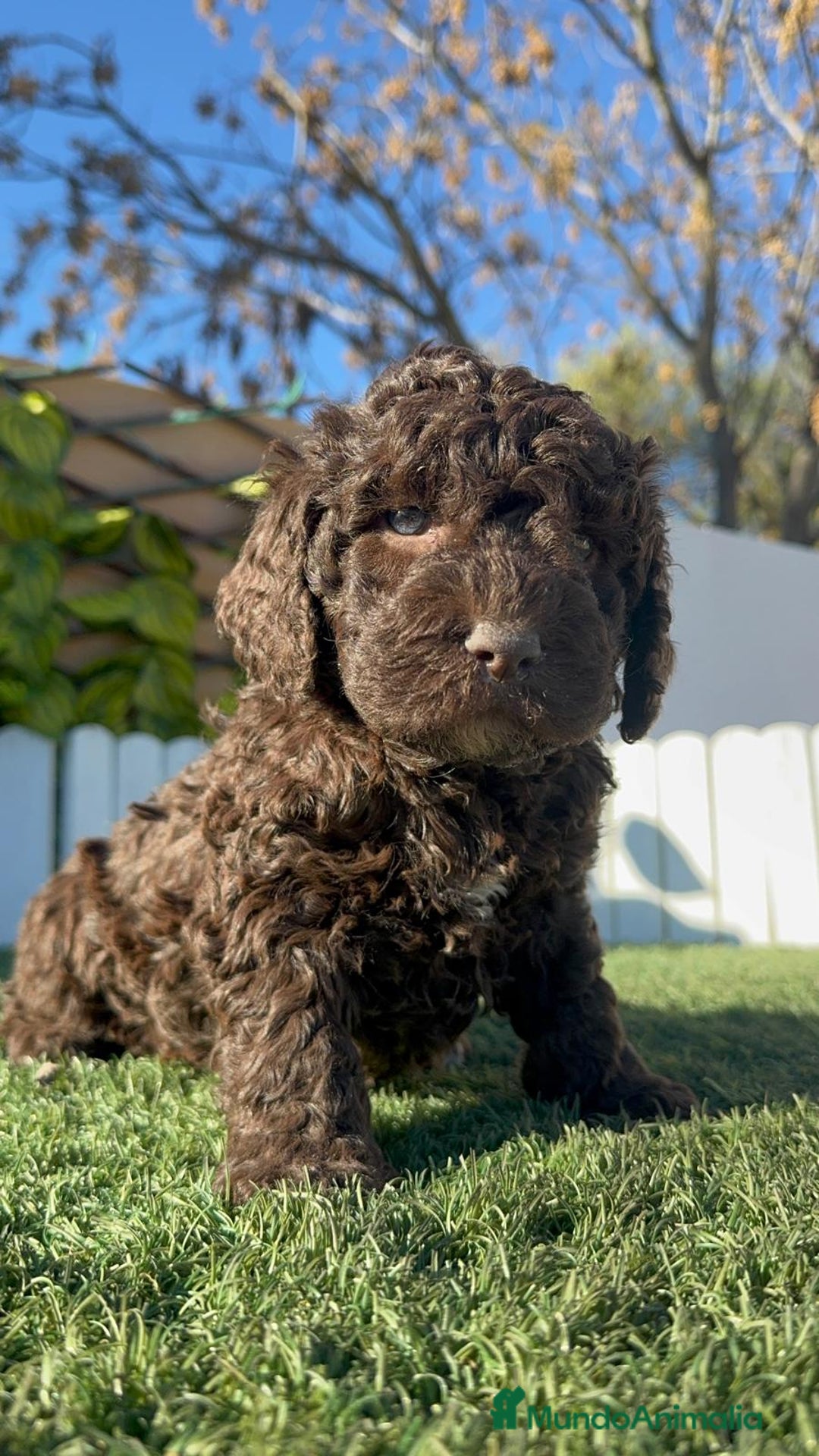 Perro de Agua Español perros en venta: PERRO DE AGUA MACHO - Anuncio 11