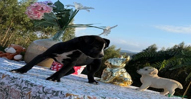 American Pit Bull Terrier perros - Anuncio 5